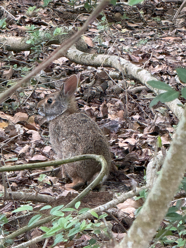 Swamp Rabbit observed by vlpfeiffer