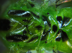 Euura glutinosae