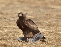 Hieraaetus pennatus