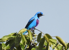 Cotinga amabilis