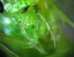 Euura glutinosae