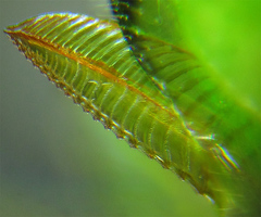 Euura glutinosae
