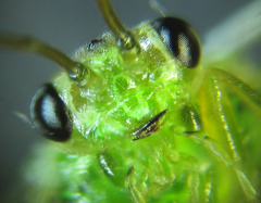 Euura glutinosae