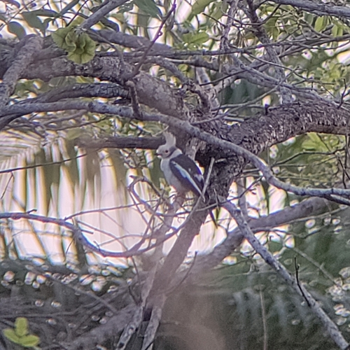 White-crested Helmetshrike