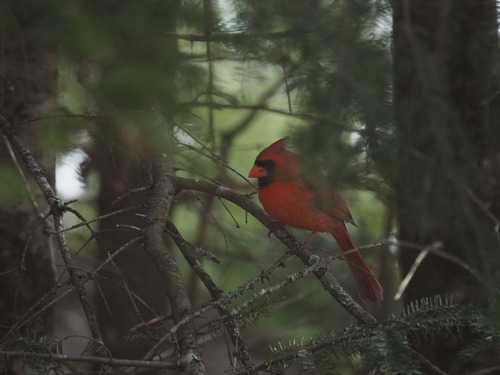 cardinal rouge observed by francoisvigneault
