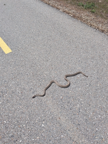 Gopher Snake observed by dataecologist