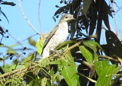 Cotinga amabilis