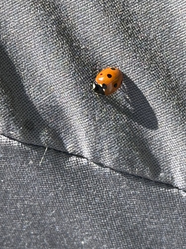 Seven-spotted Lady Beetle