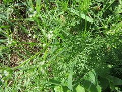 Ammoselinum butleri