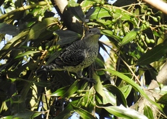 Cotinga amabilis