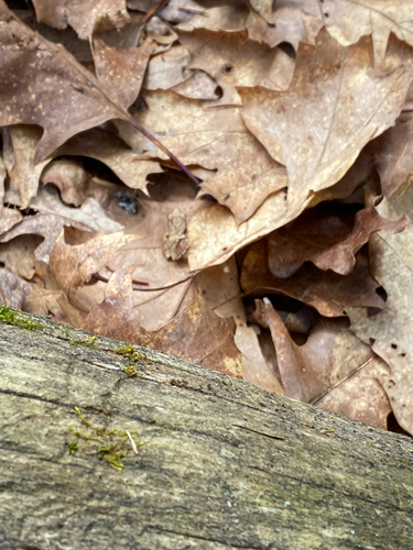 Spring Peeper observed by emmakaminsky