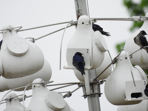 Purple Martin observed by thebirddude200