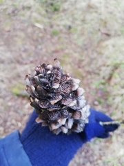 Pucciniastrum areolatum