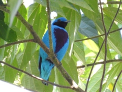 Cotinga amabilis