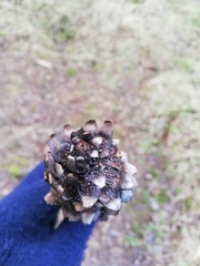 Pucciniastrum areolatum