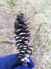 Pucciniastrum areolatum