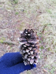 Pucciniastrum areolatum