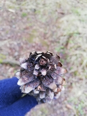 Pucciniastrum areolatum
