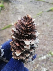 Pucciniastrum areolatum
