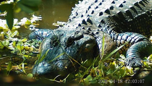 American Alligator observed by swells7