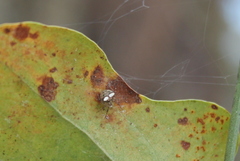 Araneus miniatus