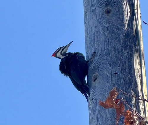 Pileated Woodpecker observed by cllynn101