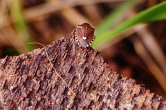 Holcostethus sphacelatus