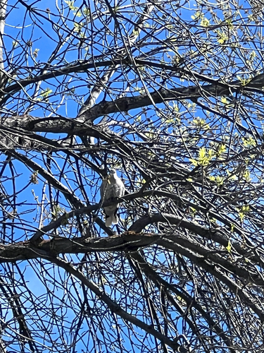 Eurasian Collared-Dove observed by jacob_therien