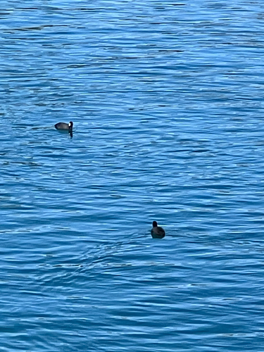American Coot observed by jacob_therien