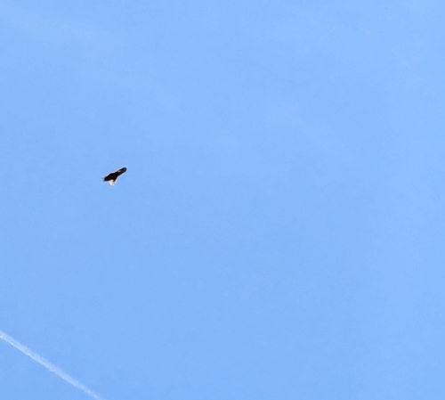 Bald Eagle observed by justineenjoyslife