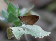 Synapte pecta