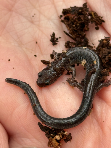 Eastern Red-backed Salamander observed by davebluedevil