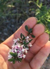 Lespedeza stuevei