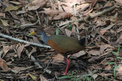 Aramides cajaneus