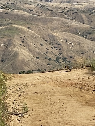 Gray Fox observed by emerkt