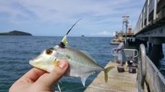 Tripodichthys angustifrons