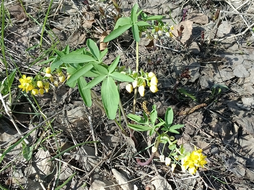Gymnospermium altaicum, photograph 1