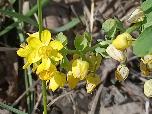 Gymnospermium altaicum, photograph 2