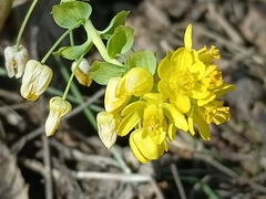 Gymnospermium altaicum, photograph (c) Елена А. Кизилова, some rights reserved (CC BY)