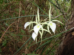 Brassavola tuberculata