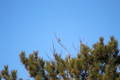 Haemorhous mexicanus