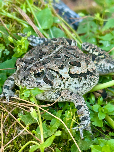 Fowler's Toad observed by aubreyk12