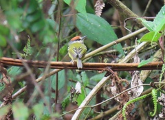 Poecilotriccus ruficeps