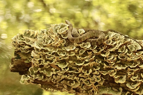 Common Watersnake observed by kristinkallaherinman