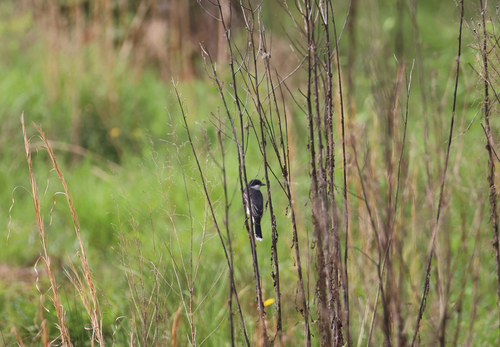 Eastern Kingbird observed by garjr513