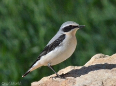 Oenanthe oenanthe