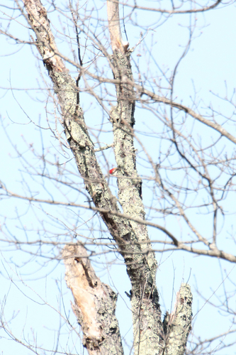 Pileated Woodpecker observed by cpfezatte