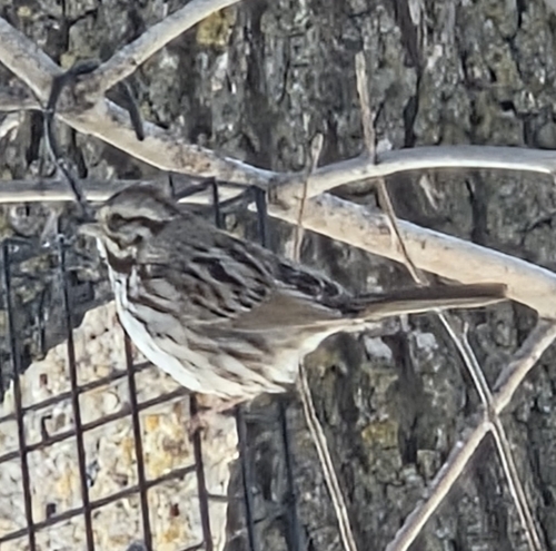 Song Sparrow observed by mrspteranodon