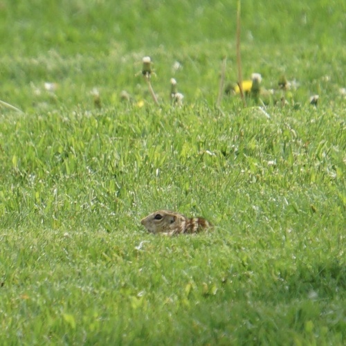 Thirteen-lined Ground Squirrel observed by nrosner31