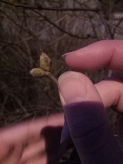 Magnoliopsida